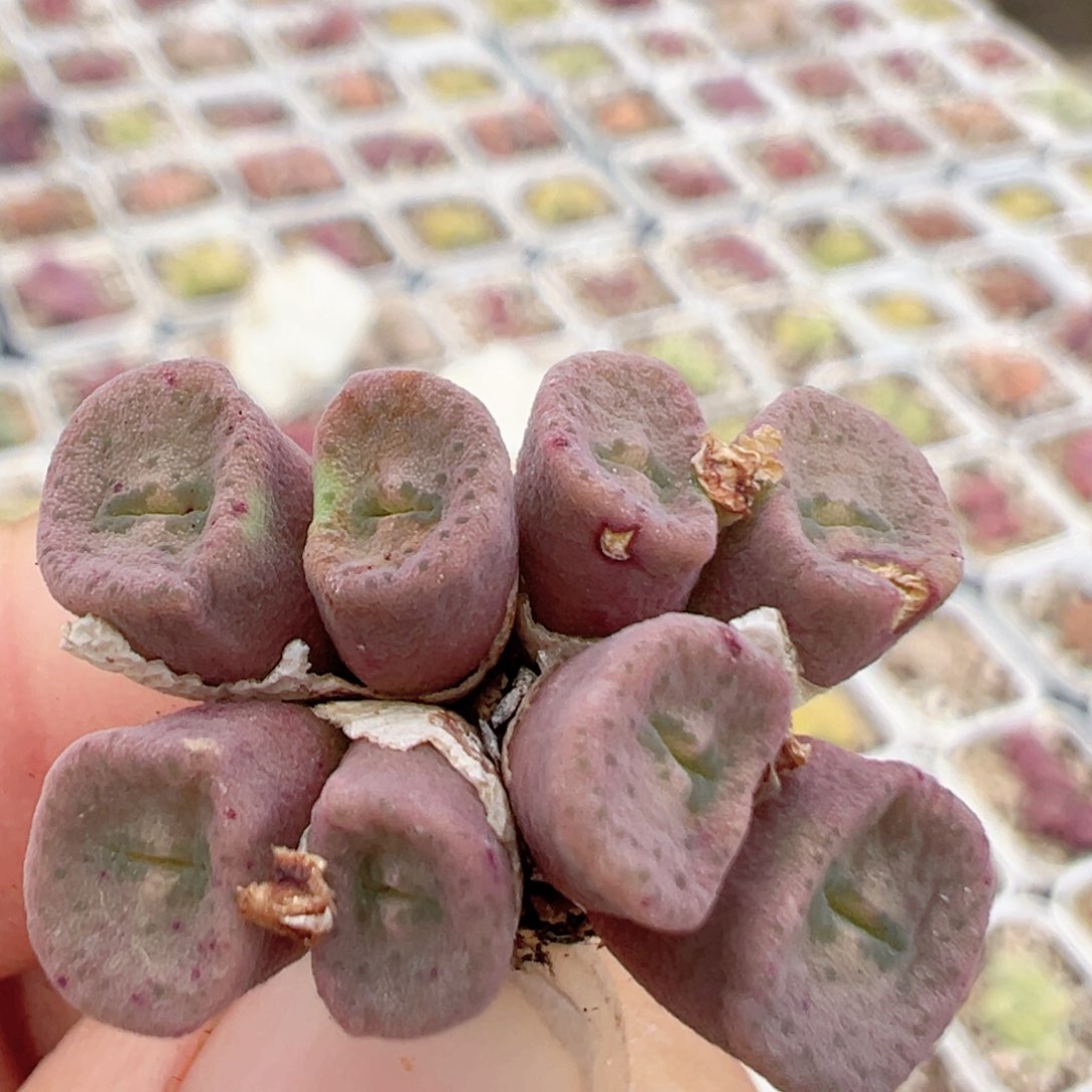 36多肉植物百科知识