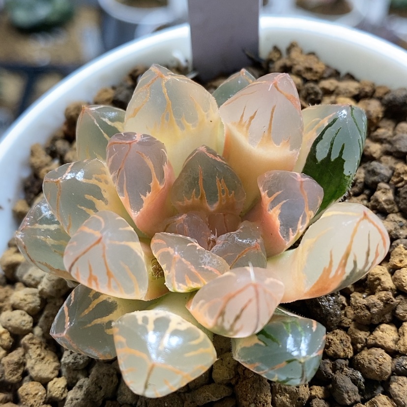 【闪购商品】24日出