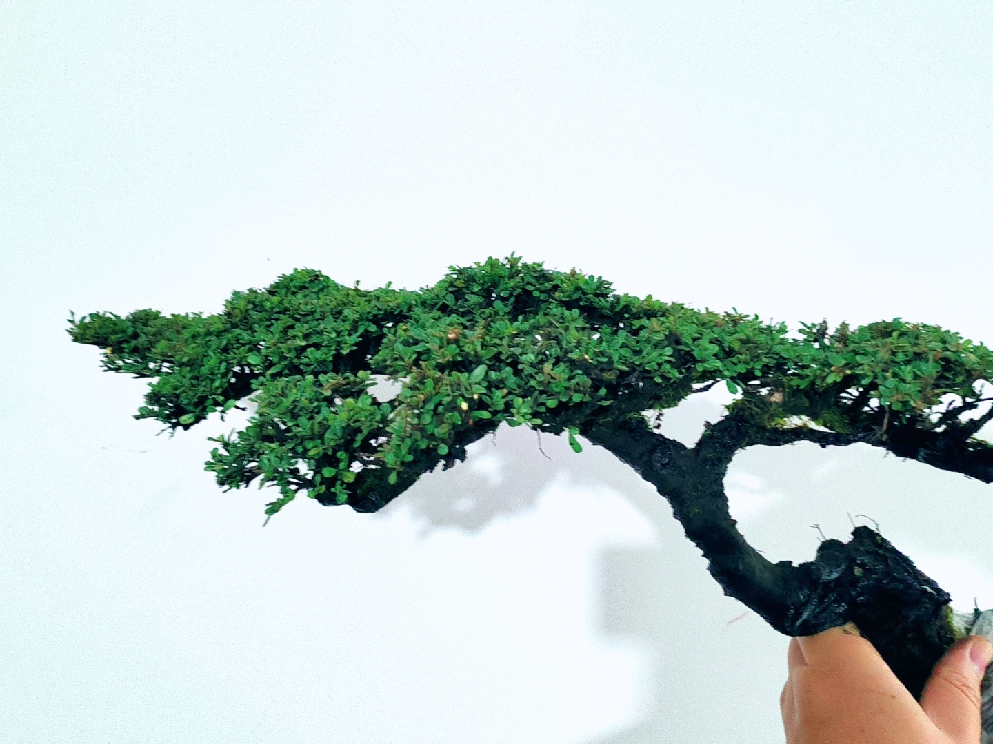 云南老鹰刺高端盆景素材