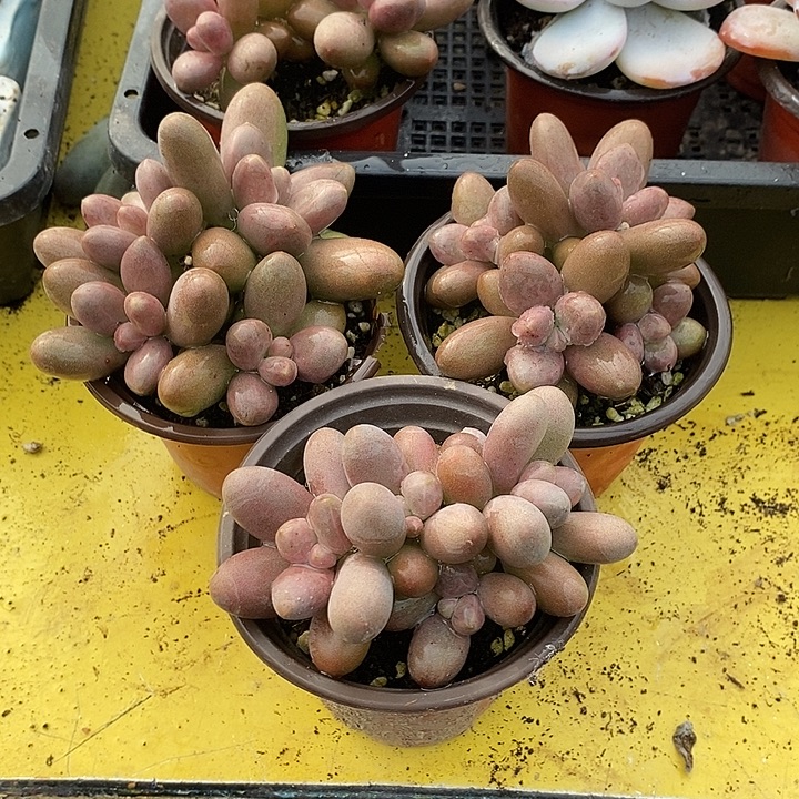 黄***姐无花朵0812号一物一拍糖果美人