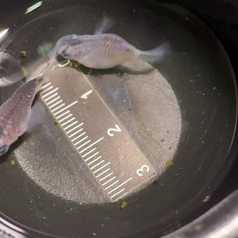 青鳉鱼一物一拍479