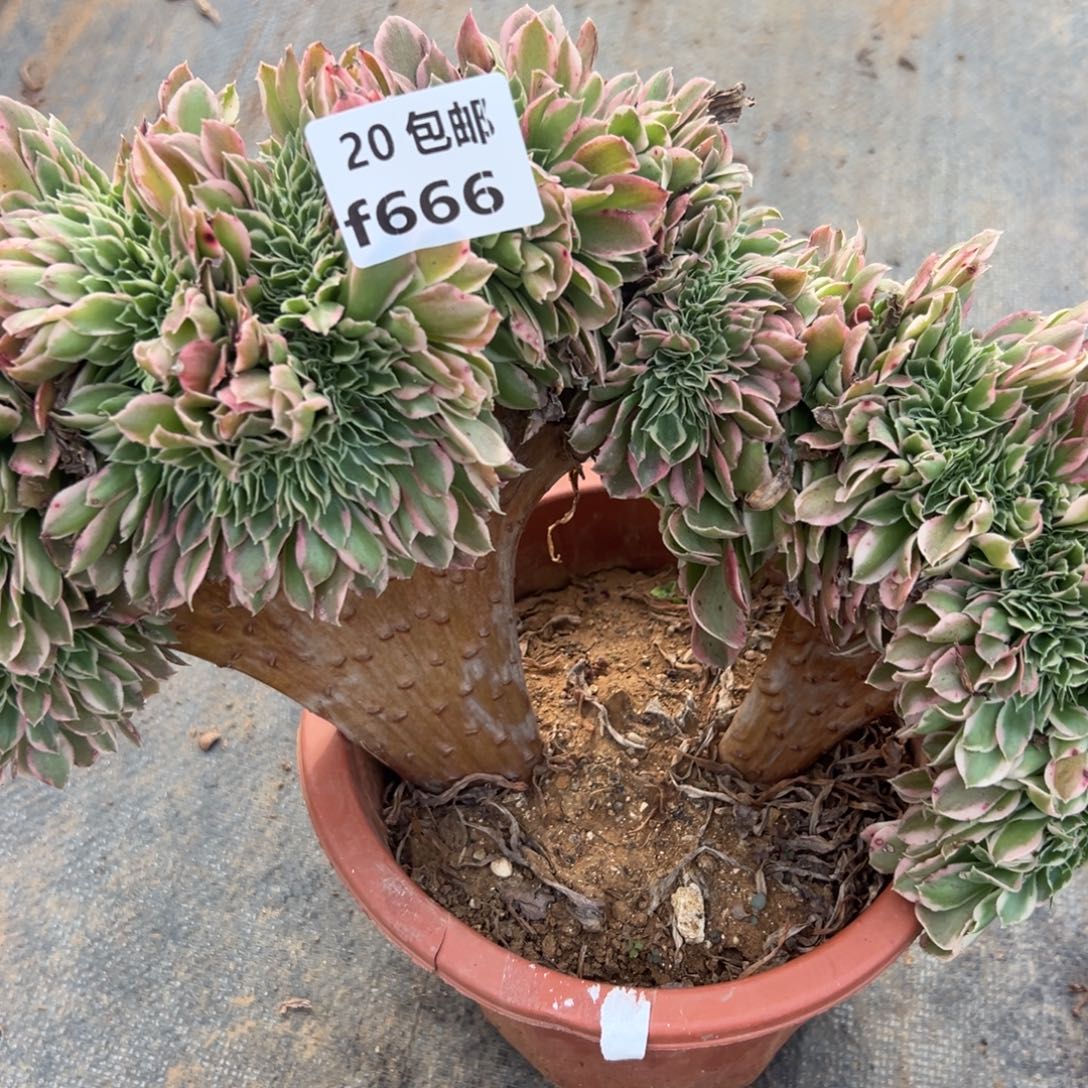 666白凤缀，满20包邮嘟叮熊