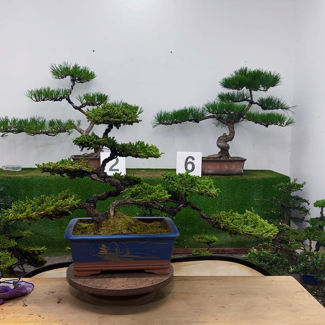 盆景盆景盆景盆景