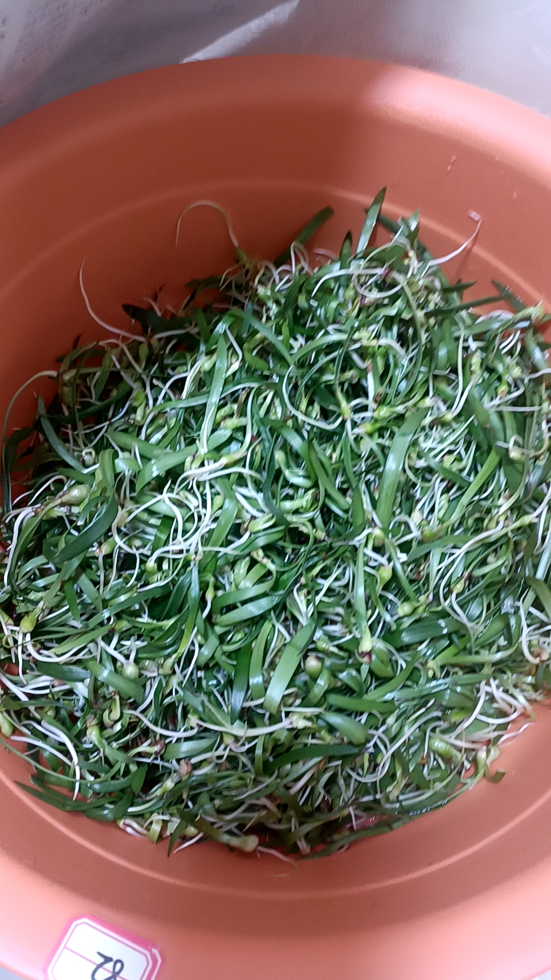  重瓣朱顶红 瓶苗20颗