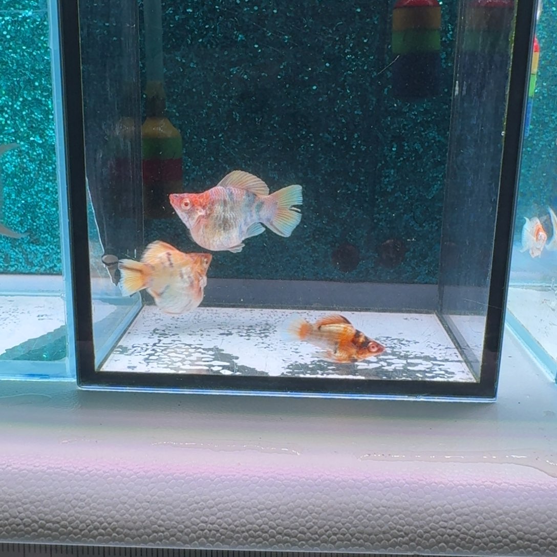 黑玛丽鱼819号玛丽微瑕3条