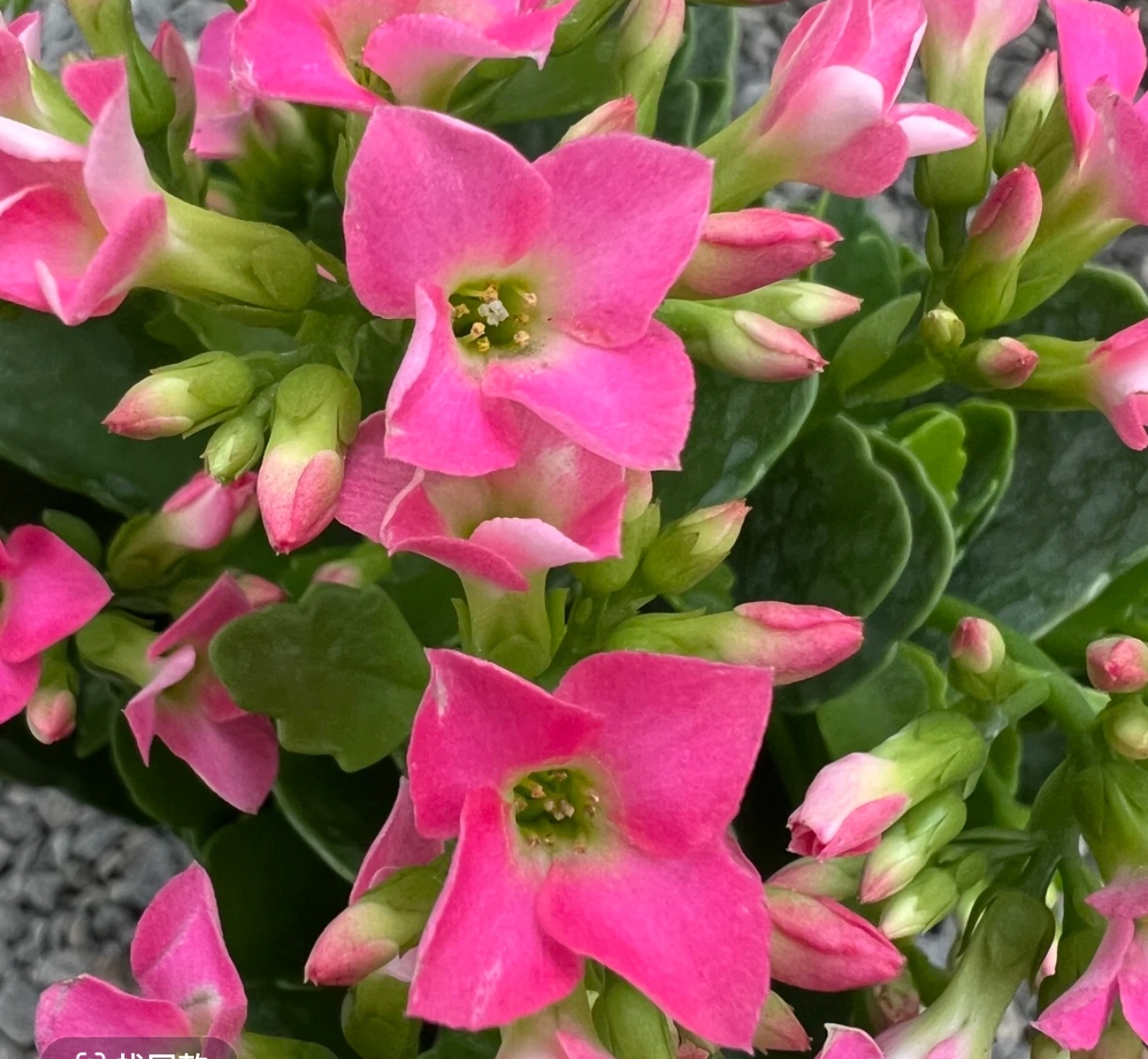 长寿花（哈瑞特）130盆  打顶苗