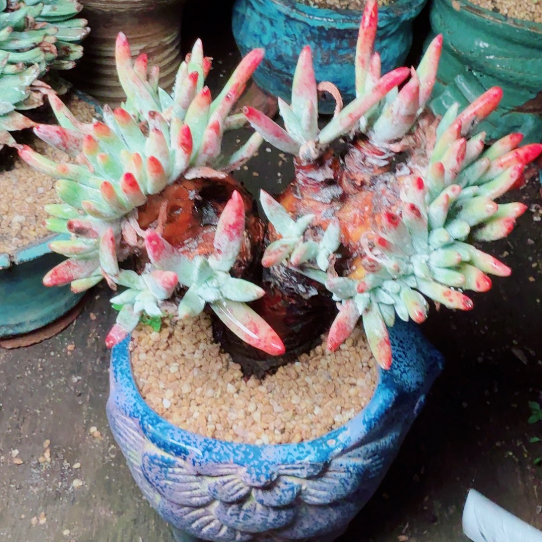 9523雪花仙女杯多肉