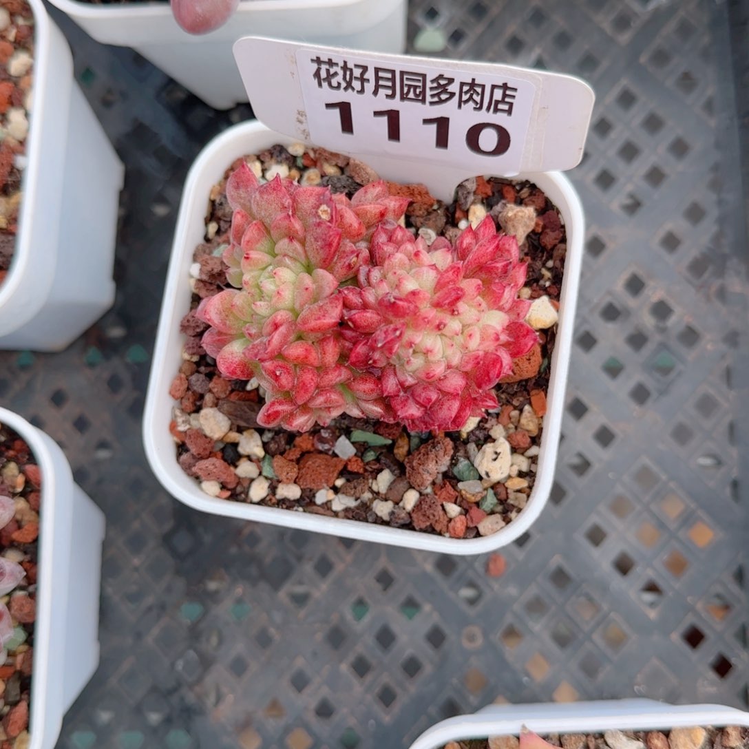 海***宝多肉植物1110…………