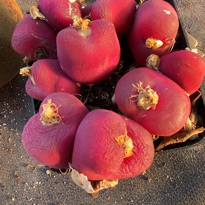 大红母本双头一颗