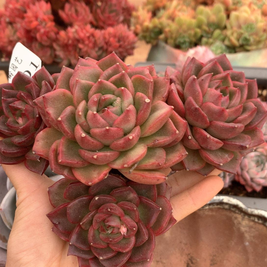 2401杂交多肉植物