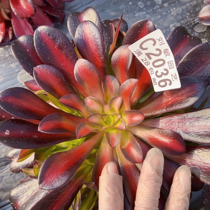 2036红日多肉植物法师