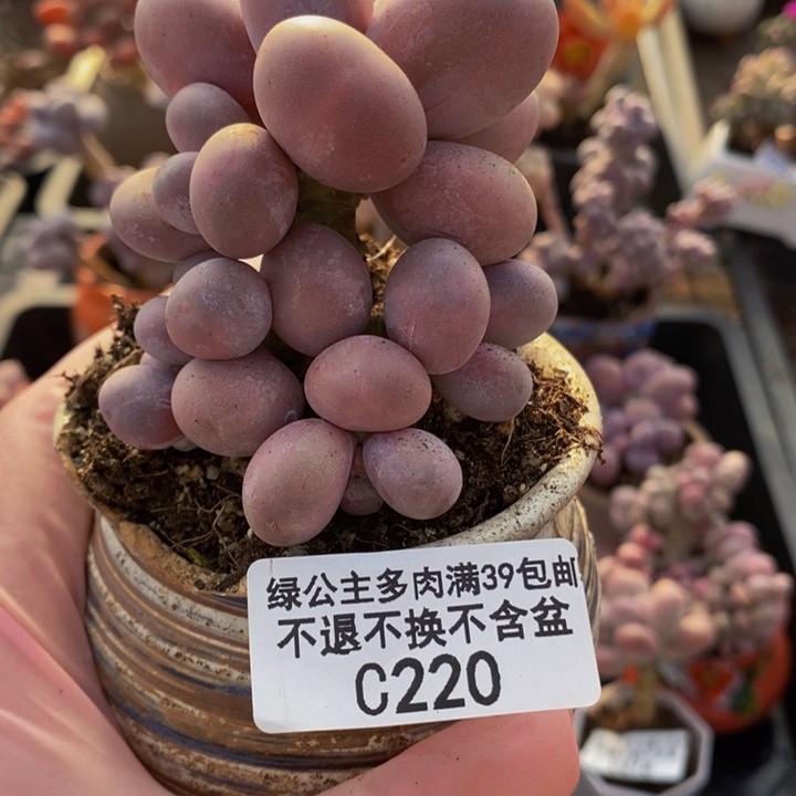 橙奶树220多肉植物