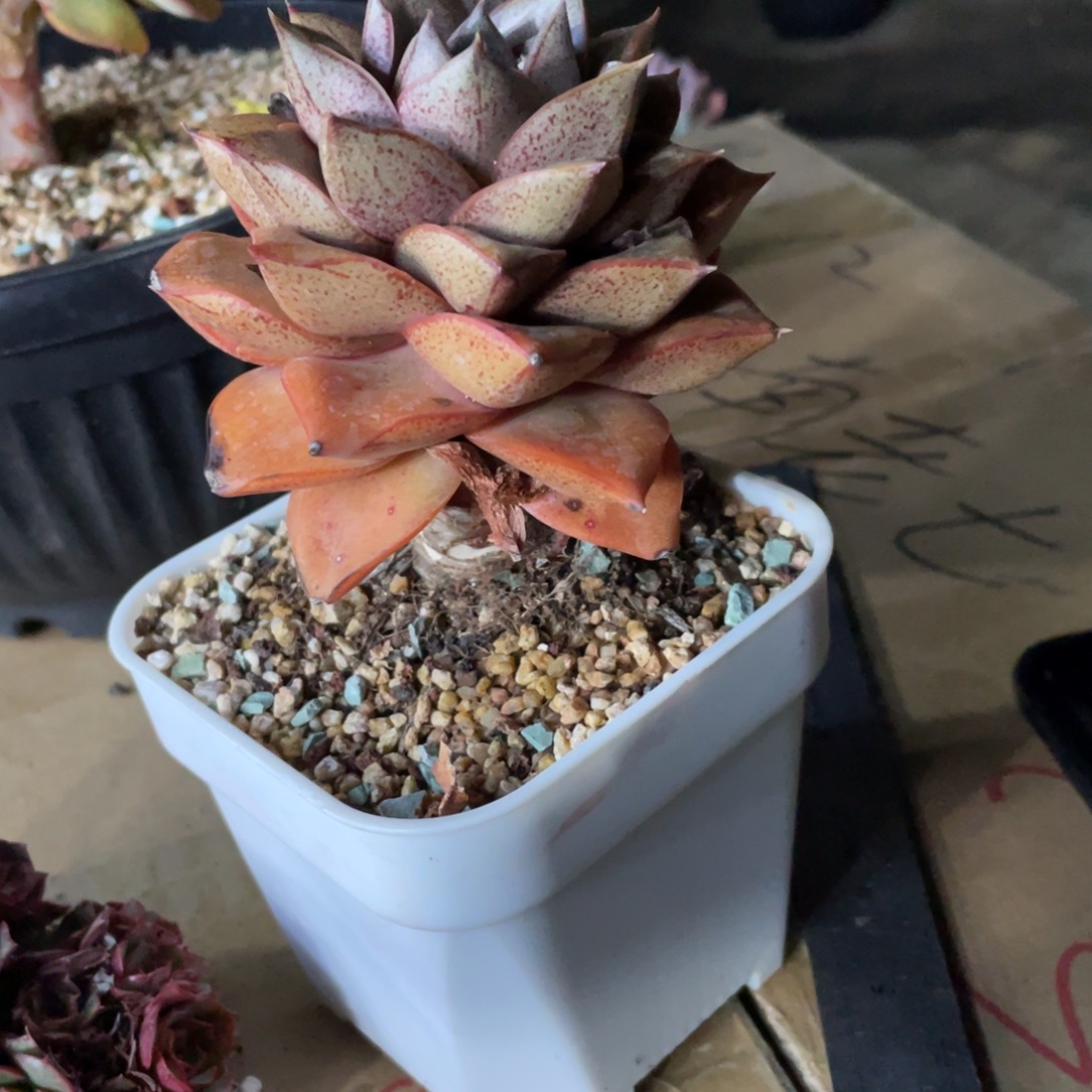 大和锦老桩冠幅9 公分一物一拍