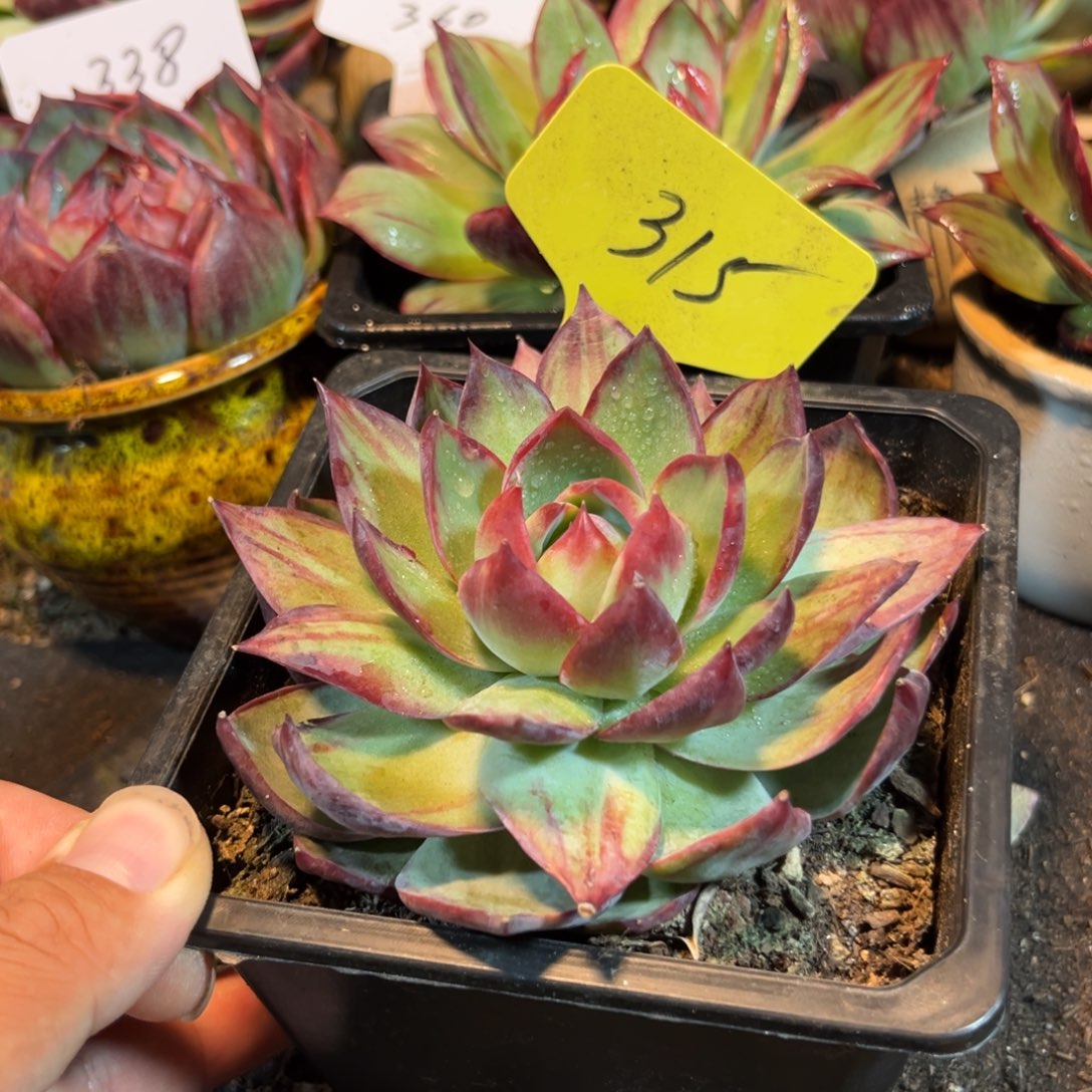 惊鸿一物一拍包装收缩花旱好服盆315