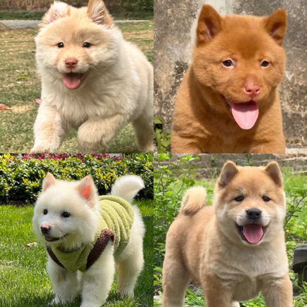 中华田园犬黄狗白面、五红犬、五黑犬、土松、四眼、狗狗活体通用链接
