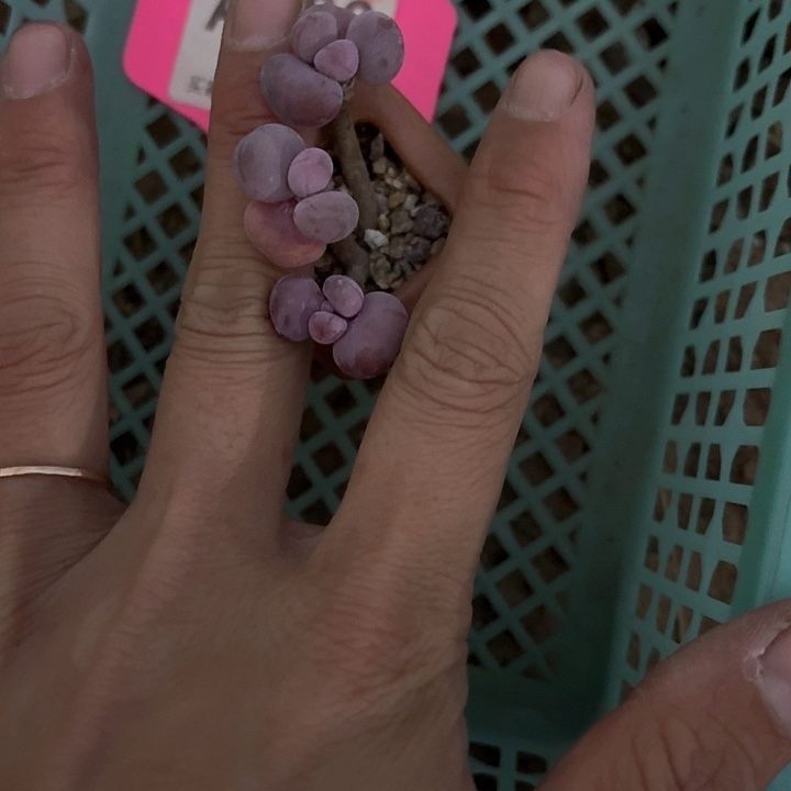 @*哆zndjdjdjfjffjj066