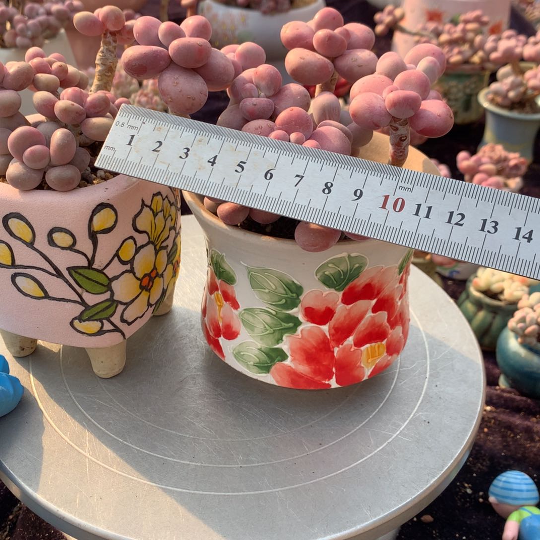 9号带盆偏远地区不包邮的