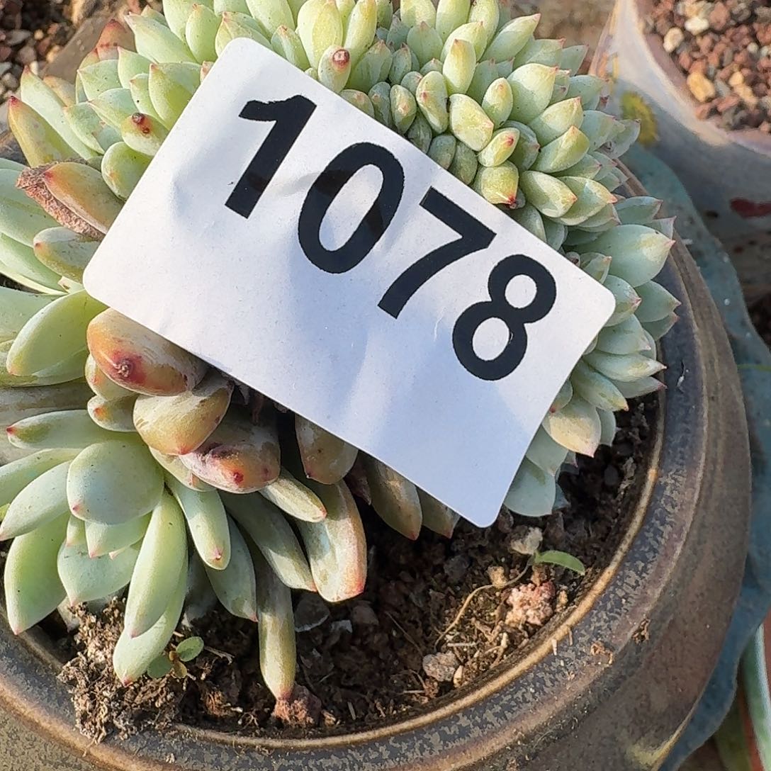 糯**子3164646644634343443