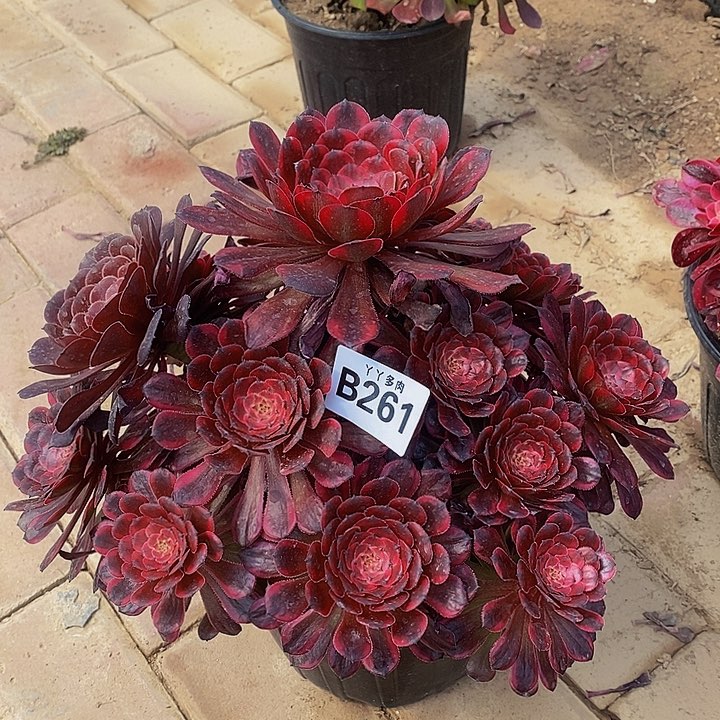 老桩法师黑金刚261