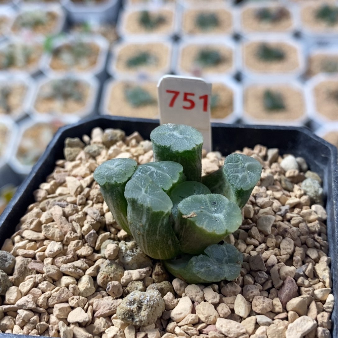 751万象锦十二卷多肉植物