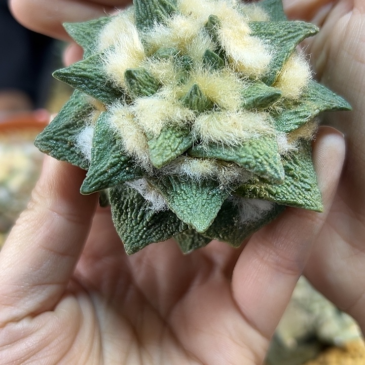 53号苗接龙角怒无根7.6公分