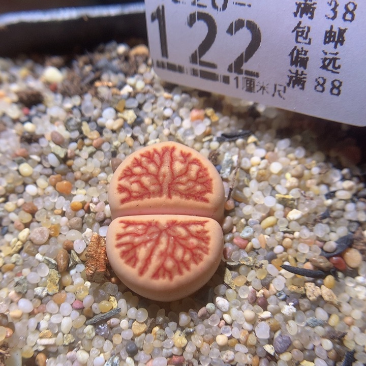 精品生石花220.122