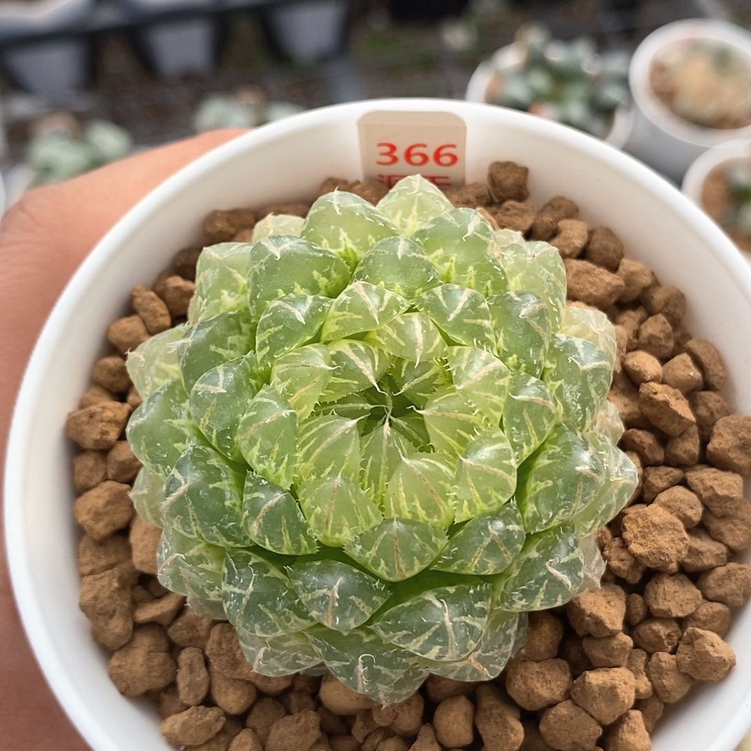 红陶366号糊斑翠云玉露锦一物一拍