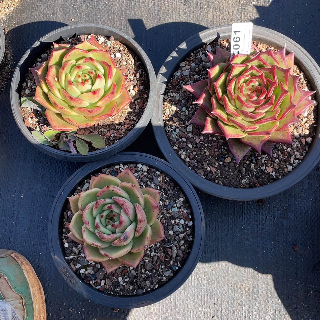 若如东云多肉E061