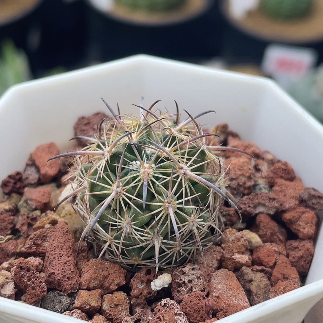 实生虎爪玉仙人球多肉