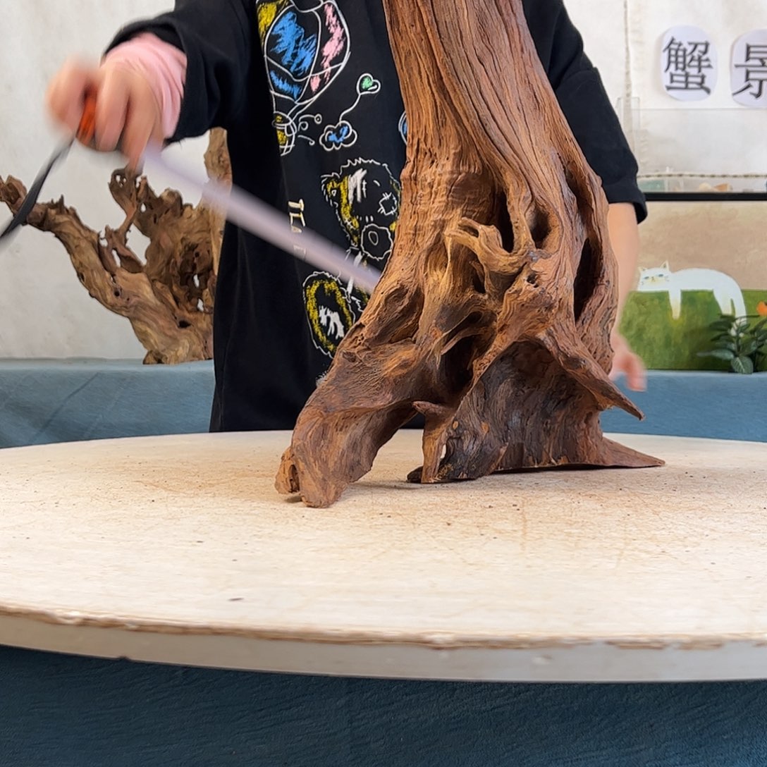 沉木造景寄居蟹景