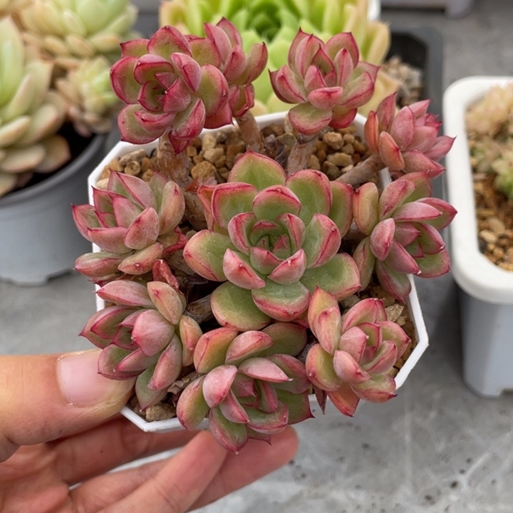 绿龙小手捧满35包邮