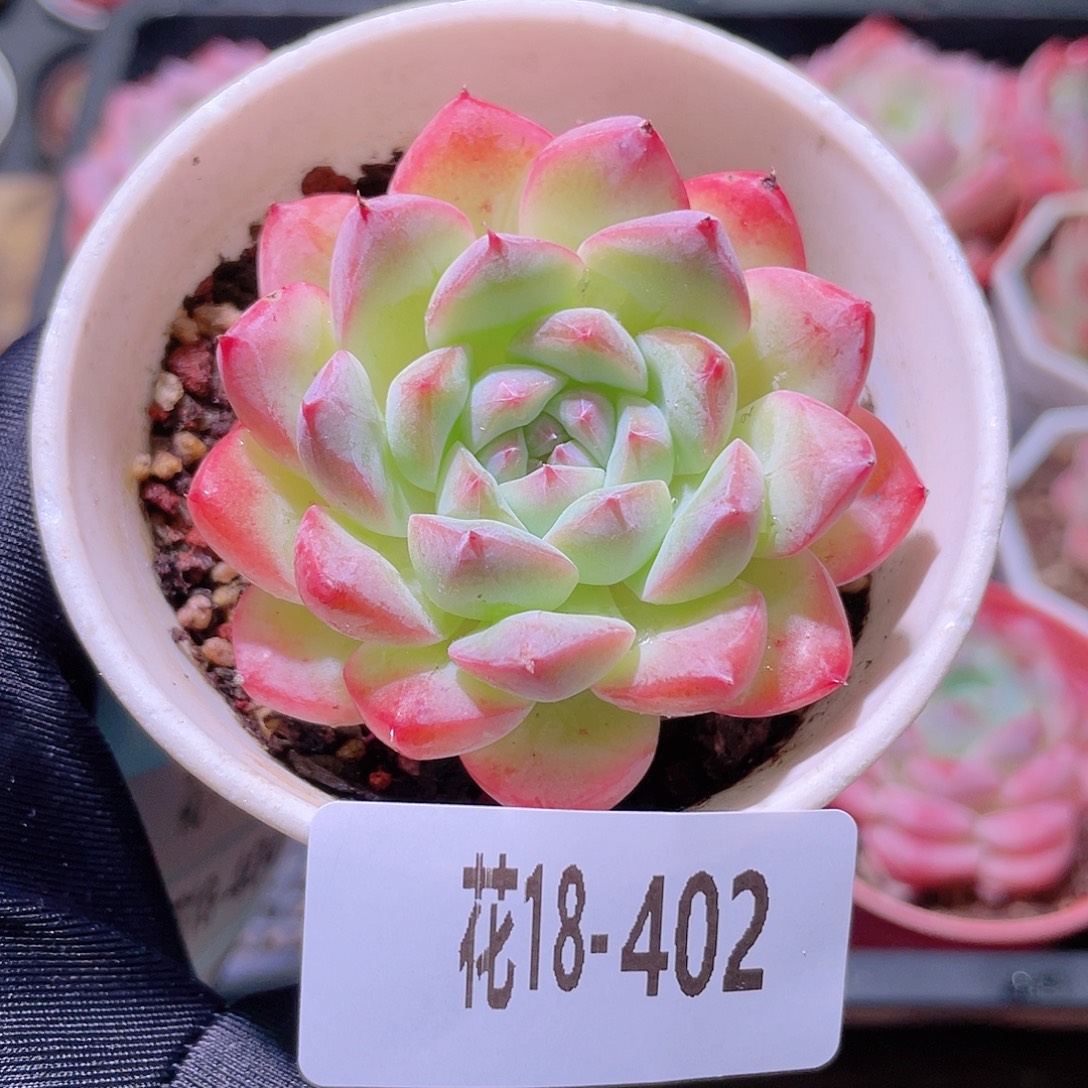 花利美18-402白桃汽水