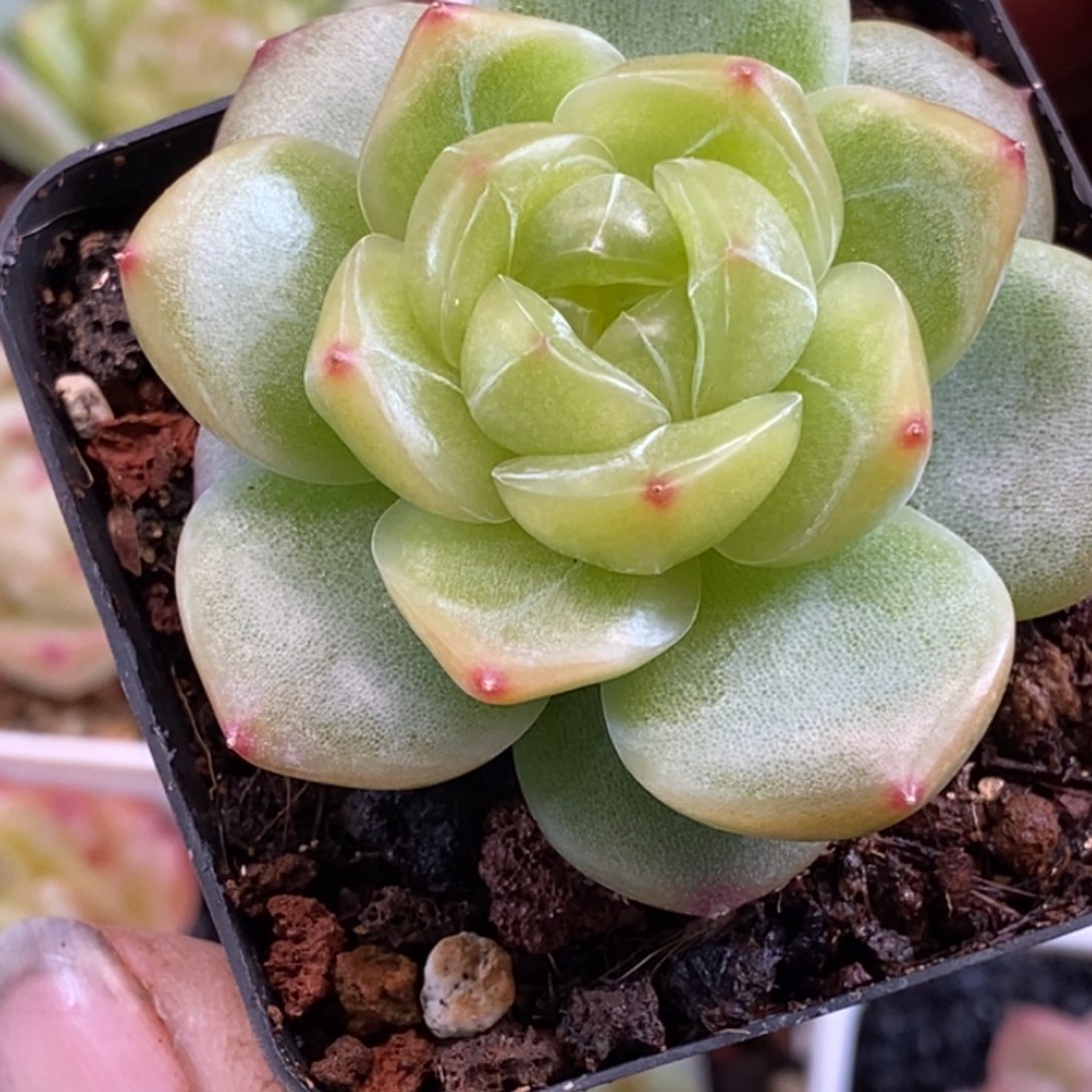 天官赐福百无禁忌