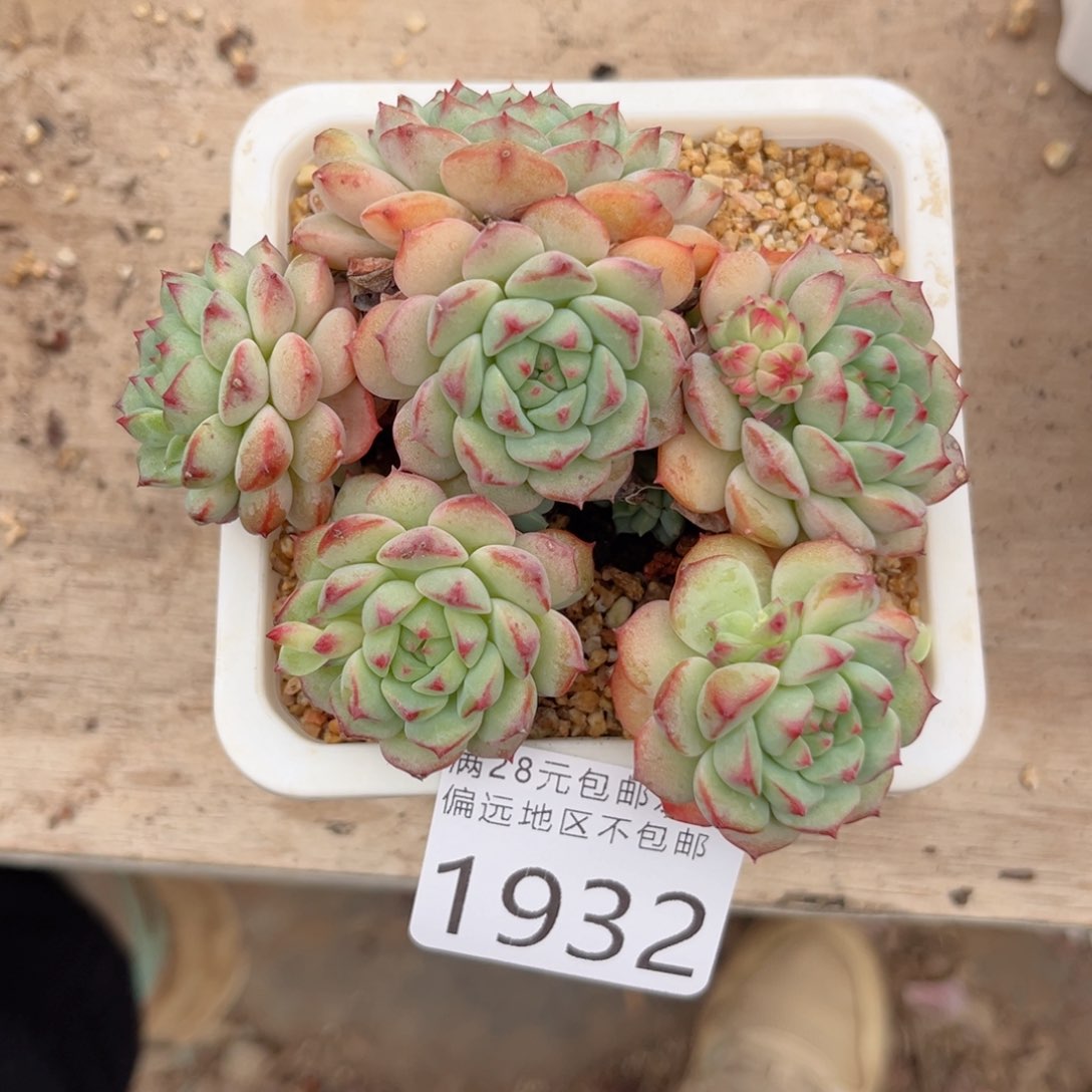 大1932:、xv cg c g b