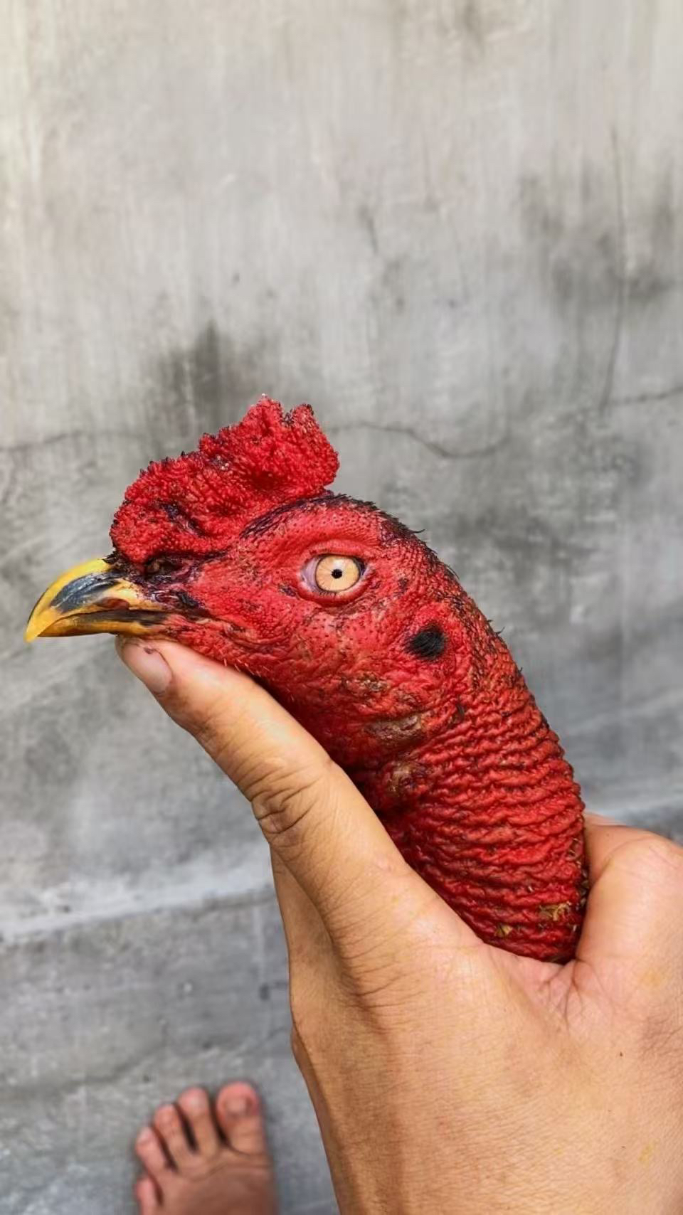 高质量斗鸡公鸡灰鸡可炖汤