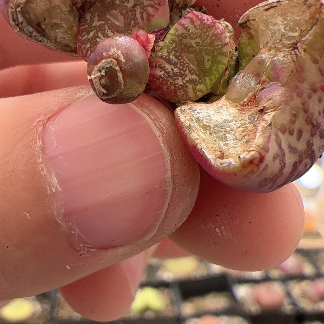【闪购商品】68 霓虹
