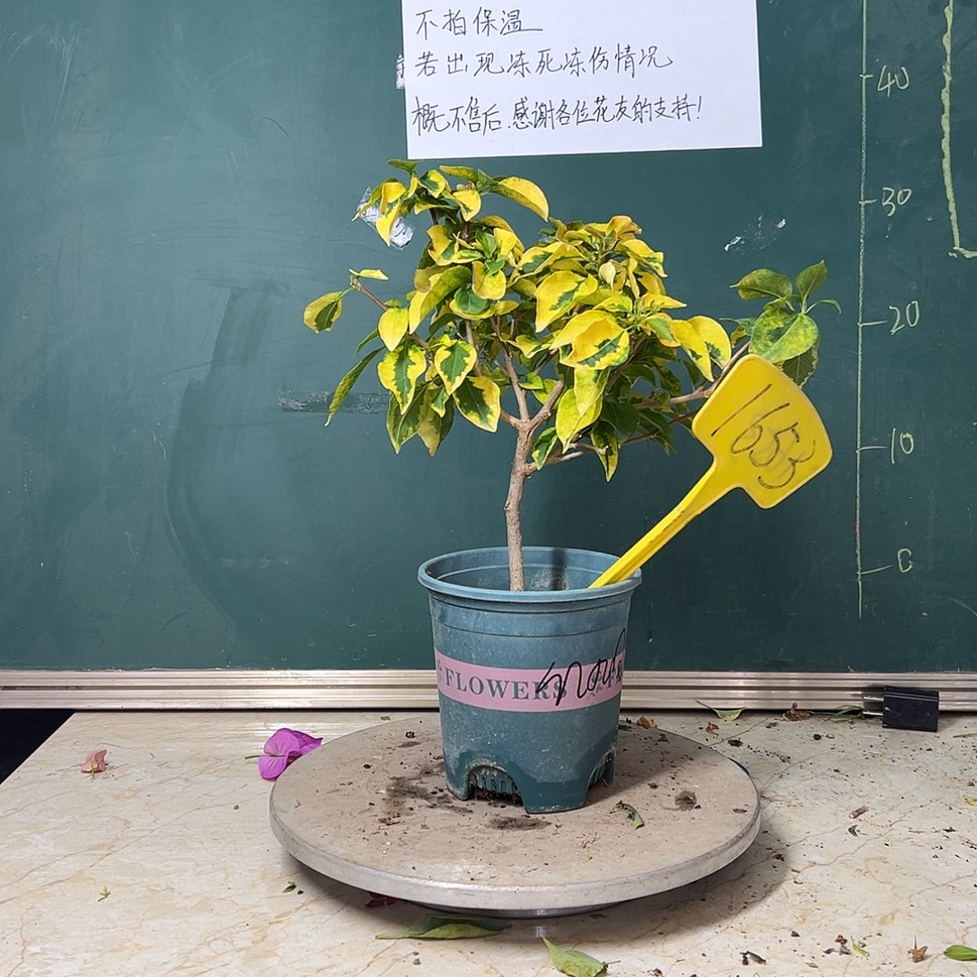 完全开放  福利 红九月  1653