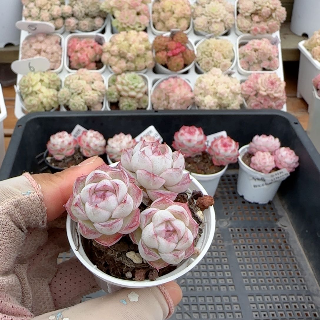 【闪购商品】0126-109福利女王