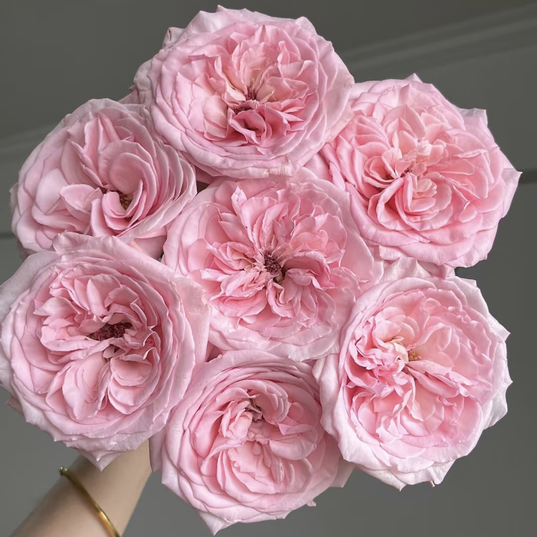 20枝粉荔枝单头玫瑰【两单顺丰冷链或京东快递】云南鲜花基地直发