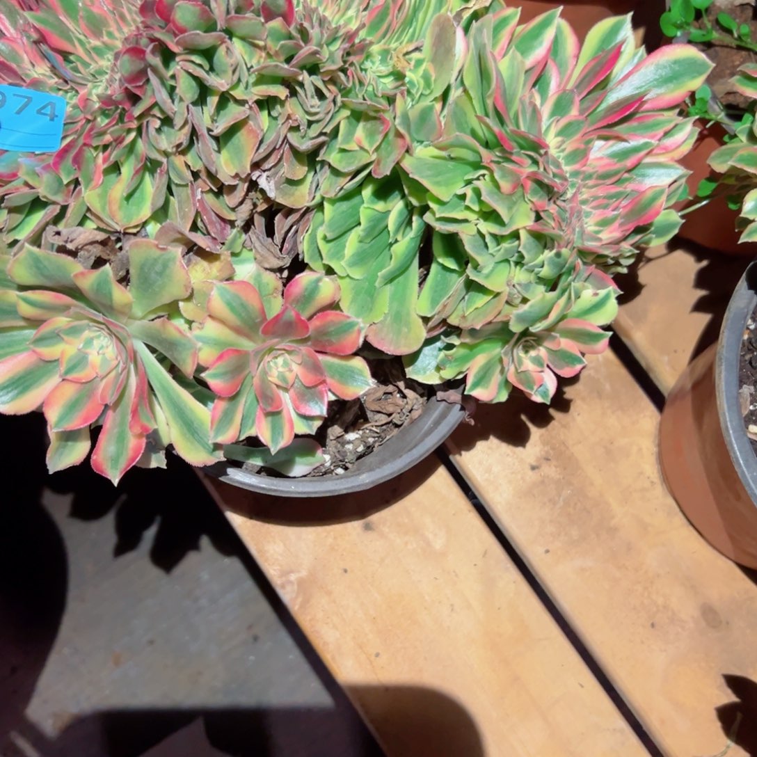 974 号多肉法师植物新年福利