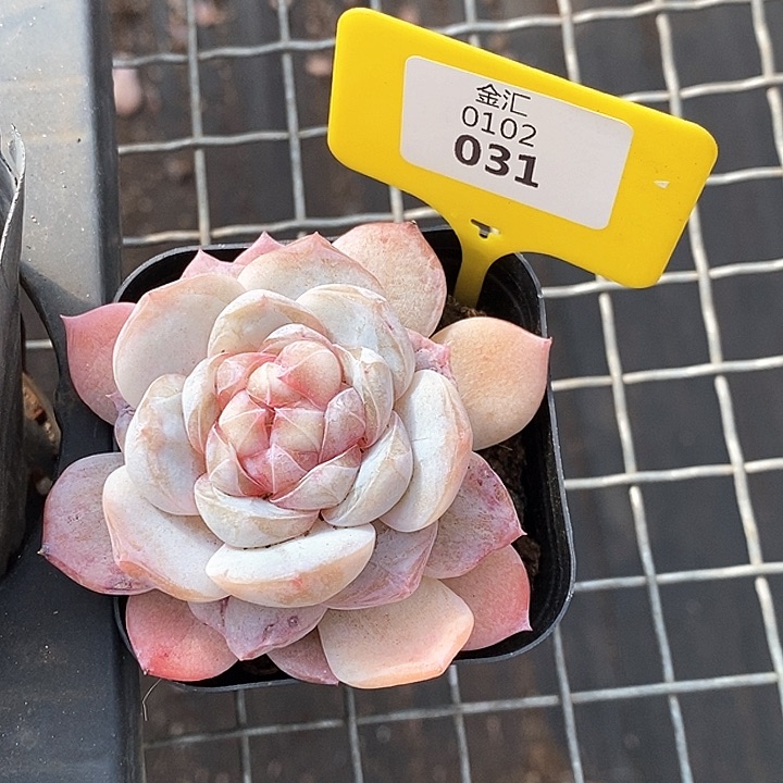 0102031珍妮 元旦福利