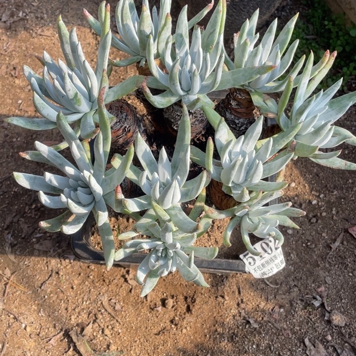 102号奥罗拉多肉植物