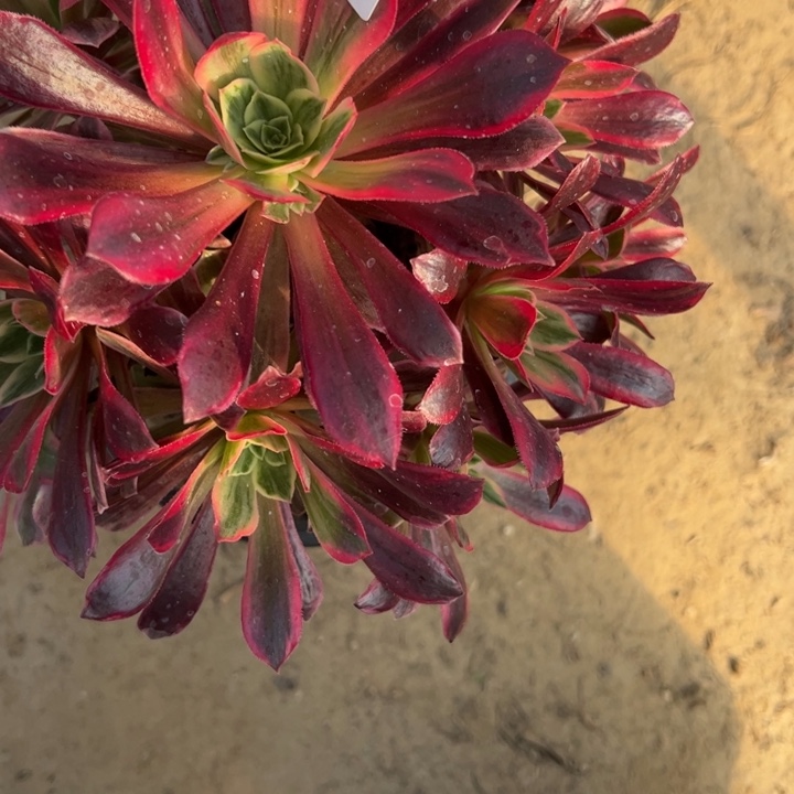 安***君婚纱多肉植物法师4252