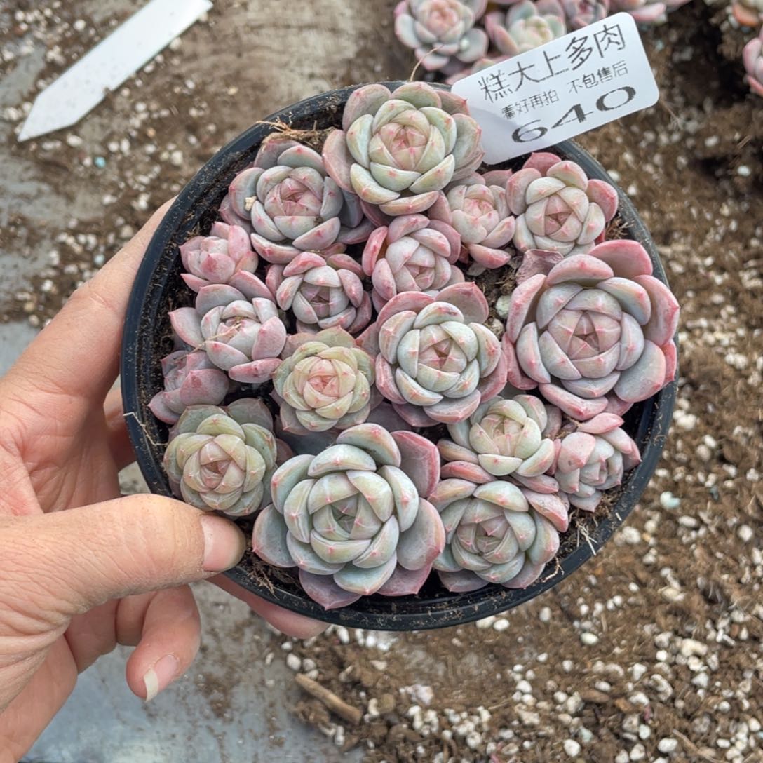 糕大上多肉植物640