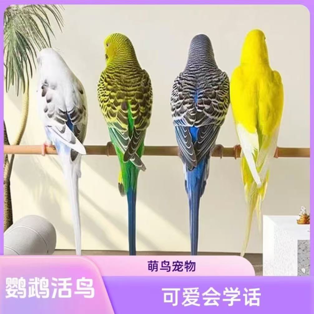 微瑕疵手养虎皮鹦鹉活体亲人粘人可学说话高颜值宠物鸟