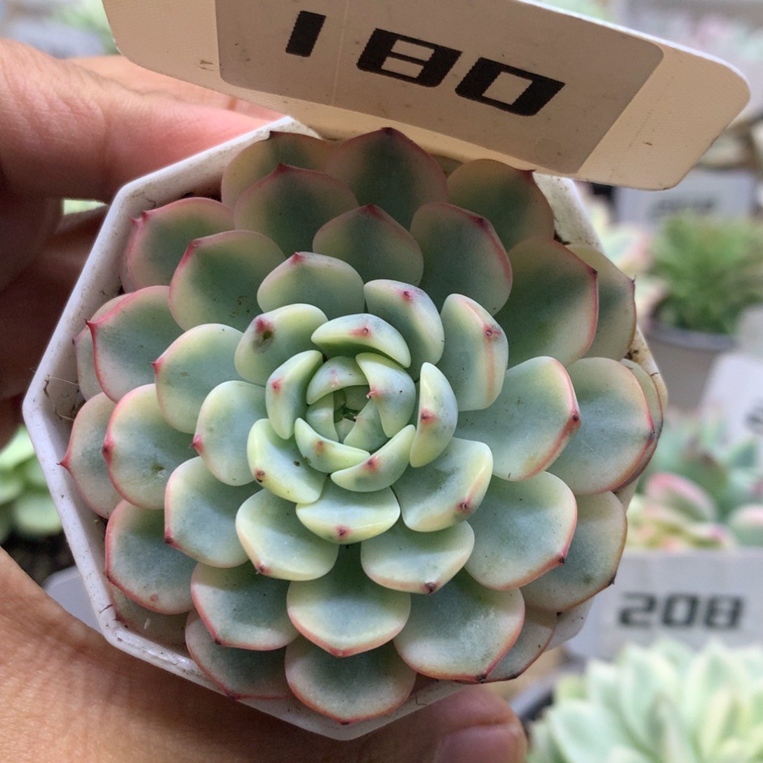 180姬莲锦锦锦锦锦