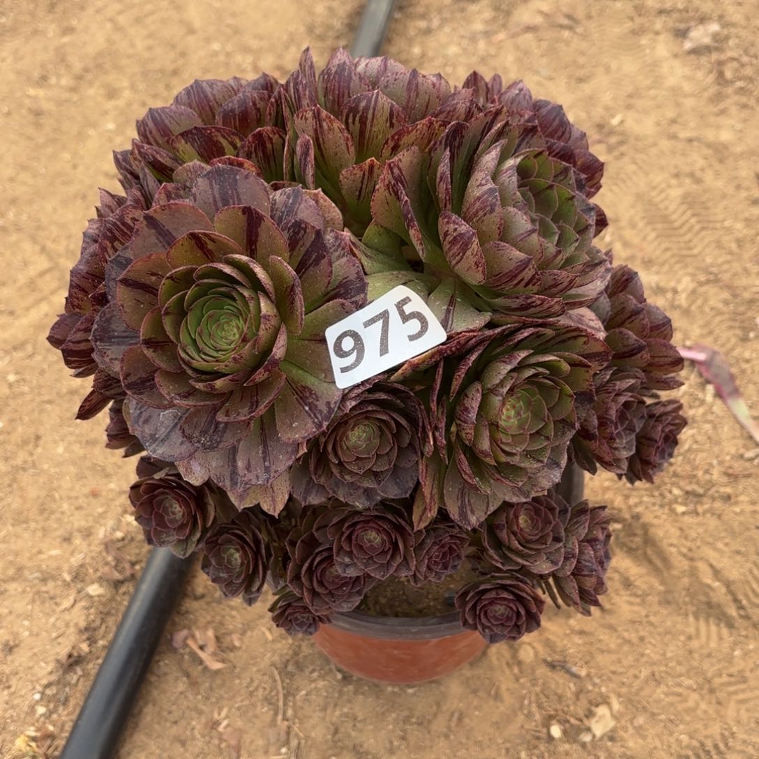 975万拉丝多肉砍过头不包损