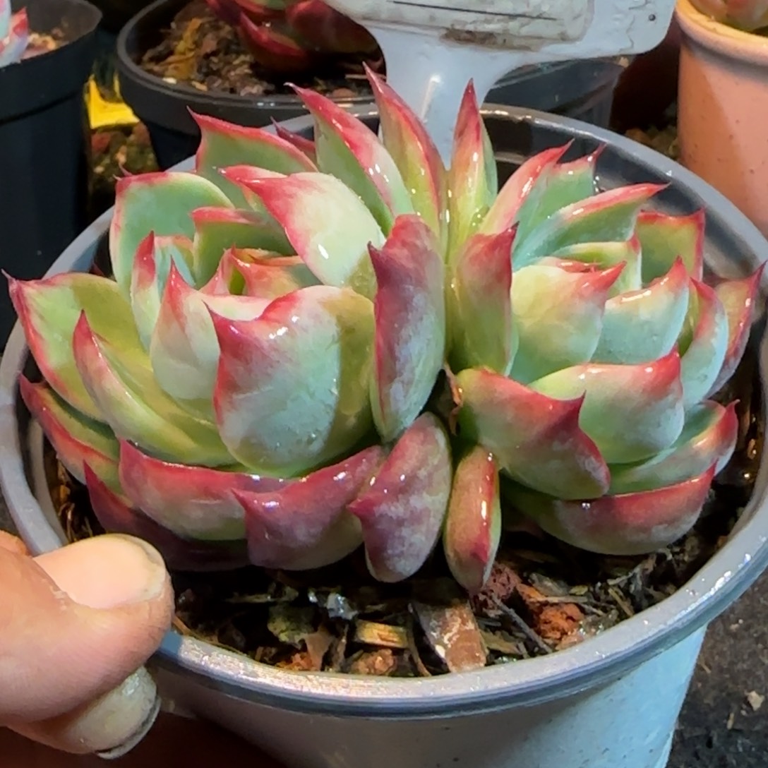 惊鸿一物一拍包装收缩花旱989