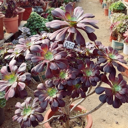 056圆叶老桩法师