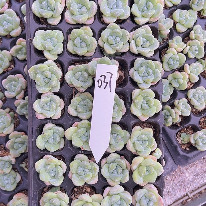 037全单头带桩奶油冰玉！！！